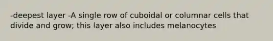 -deepest layer -A single row of cuboidal or columnar cells that divide and grow; this layer also includes melanocytes