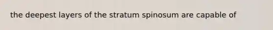 the deepest layers of the stratum spinosum are capable of