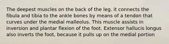 The deepest muscles on the back of the leg. it connects the fibula and tibia to the ankle bones by means of a tendon that curves under the medial malleolus. This muscle assists in inversion and plantar flexion of the foot. Extensor hallucis longus also inverts the foot, because it pulls up on the medial portion