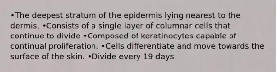 •The deepest stratum of <a href='https://www.questionai.com/knowledge/kBFgQMpq6s-the-epidermis' class='anchor-knowledge'>the epidermis</a> lying nearest to <a href='https://www.questionai.com/knowledge/kEsXbG6AwS-the-dermis' class='anchor-knowledge'>the dermis</a>. •Consists of a single layer of columnar cells that continue to divide •Composed of keratinocytes capable of continual proliferation. •Cells differentiate and move towards the surface of the skin. •Divide every 19 days