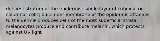 deepest stratum of <a href='https://www.questionai.com/knowledge/kBFgQMpq6s-the-epidermis' class='anchor-knowledge'>the epidermis</a>; single layer of cuboidal or columnar cells; basement membrane of the epidermis attaches to <a href='https://www.questionai.com/knowledge/kEsXbG6AwS-the-dermis' class='anchor-knowledge'>the dermis</a> produces cells of the most superficial strata; melanocytes produce and contribute melanin, which protects against UV light