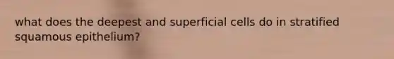 what does the deepest and superficial cells do in stratified squamous epithelium?