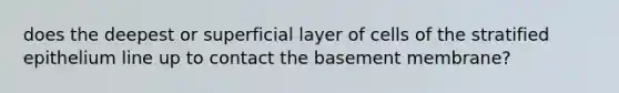 does the deepest or superficial layer of cells of the stratified epithelium line up to contact the basement membrane?