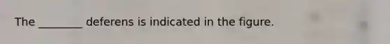 The ________ deferens is indicated in the figure.