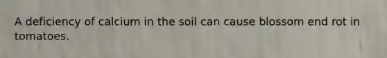 A deficiency of calcium in the soil can cause blossom end rot in tomatoes.