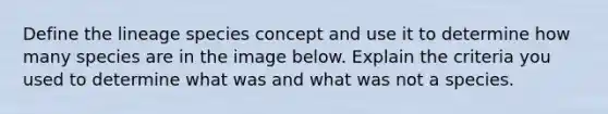 Define the lineage species concept and use it to determine how many species are in the image below. Explain the criteria you used to determine what was and what was not a species.