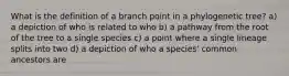 What is the definition of a branch point in a phylogenetic tree? a) a depiction of who is related to who b) a pathway from the root of the tree to a single species c) a point where a single lineage splits into two d) a depiction of who a species' common ancestors are