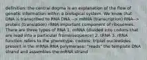 definition: the central dogma is an explanation of the flow of genetic information within a biological system. We know that DNA is transcribed to RNA DNA --> mRNA (transcription) RNA--> protein (translation) rRNA important component of ribosomes. There are three types of RNA 1. mRNA (divided into codons that are read into a particular frame/sequence) 2. tRNA 3. rRNA function refers to the phenotype. codons: triplet nucleotides present in the mRNA RNA polymerase: "reads" the template DNA strand and assembles the mRNA strand