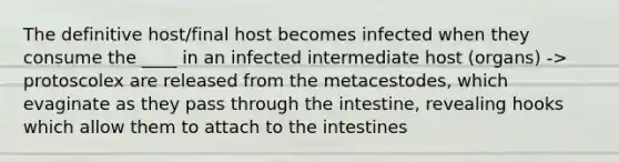 The definitive host/final host becomes infected when they consume the ____ in an infected intermediate host (organs) -> protoscolex are released from the metacestodes, which evaginate as they pass through the intestine, revealing hooks which allow them to attach to the intestines