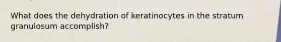 What does the dehydration of keratinocytes in the stratum granulosum accomplish?