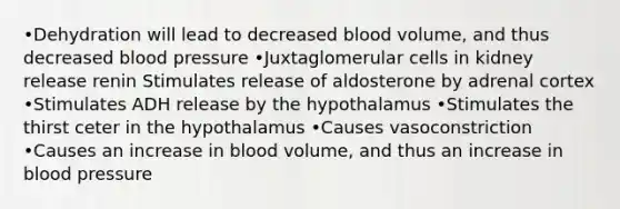 •Dehydration will lead to decreased blood volume, and thus decreased blood pressure •Juxtaglomerular cells in kidney release renin Stimulates release of aldosterone by adrenal cortex •Stimulates ADH release by the hypothalamus •Stimulates the thirst ceter in the hypothalamus •Causes vasoconstriction •Causes an increase in blood volume, and thus an increase in blood pressure