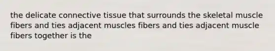 the delicate connective tissue that surrounds the skeletal muscle fibers and ties adjacent muscles fibers and ties adjacent muscle fibers together is the