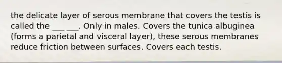 the delicate layer of serous membrane that covers the testis is called the ___ ___. Only in males. Covers the tunica albuginea (forms a parietal and visceral layer), these serous membranes reduce friction between surfaces. Covers each testis.