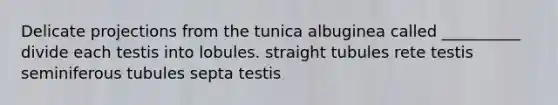 Delicate projections from the tunica albuginea called __________ divide each testis into lobules. straight tubules rete testis seminiferous tubules septa testis