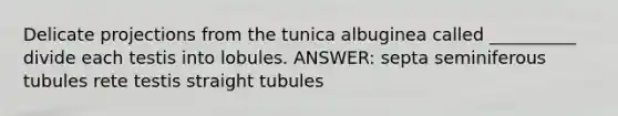 Delicate projections from the tunica albuginea called __________ divide each testis into lobules. ANSWER: septa seminiferous tubules rete testis straight tubules