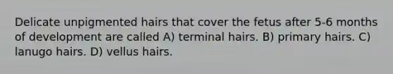 Delicate unpigmented hairs that cover the fetus after 5-6 months of development are called A) terminal hairs. B) primary hairs. C) lanugo hairs. D) vellus hairs.