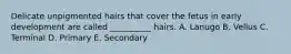 Delicate unpigmented hairs that cover the fetus in early development are called __________ hairs. A. Lanugo B. Vellus C. Terminal D. Primary E. Secondary