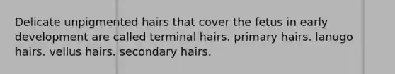 Delicate unpigmented hairs that cover the fetus in early development are called terminal hairs. primary hairs. lanugo hairs. vellus hairs. secondary hairs.