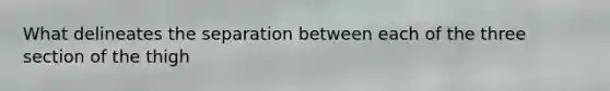 What delineates the separation between each of the three section of the thigh