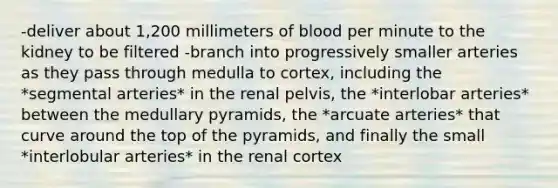 -deliver about 1,200 millimeters of blood per minute to the kidney to be filtered -branch into progressively smaller arteries as they pass through medulla to cortex, including the *segmental arteries* in the renal pelvis, the *interlobar arteries* between the medullary pyramids, the *arcuate arteries* that curve around the top of the pyramids, and finally the small *interlobular arteries* in the renal cortex