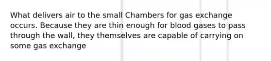 What delivers air to the small Chambers for gas exchange occurs. Because they are thin enough for blood gases to pass through the wall, they themselves are capable of carrying on some gas exchange