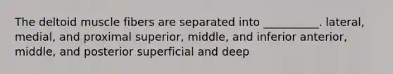 The deltoid muscle fibers are separated into __________. lateral, medial, and proximal superior, middle, and inferior anterior, middle, and posterior superficial and deep