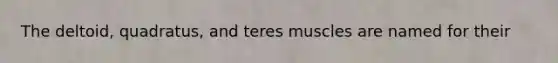 The deltoid, quadratus, and teres muscles are named for their