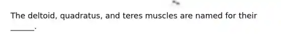 The deltoid, quadratus, and teres muscles are named for their ______.