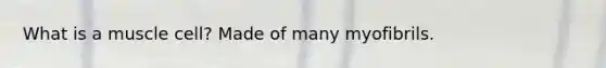 What is a muscle cell? Made of many myofibrils.
