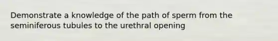 Demonstrate a knowledge of the path of sperm from the seminiferous tubules to the urethral opening