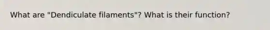 What are "Dendiculate filaments"? What is their function?