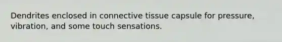 Dendrites enclosed in connective tissue capsule for pressure, vibration, and some touch sensations.