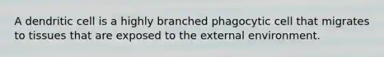 A dendritic cell is a highly branched phagocytic cell that migrates to tissues that are exposed to the external environment.