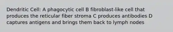 Dendritic Cell: A phagocytic cell B fibroblast-like cell that produces the reticular fiber stroma C produces antibodies D captures antigens and brings them back to lymph nodes