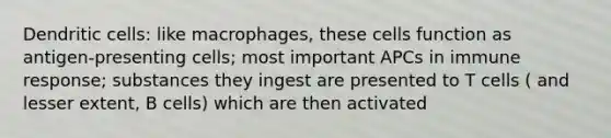 Dendritic cells: like macrophages, these cells function as antigen-presenting cells; most important APCs in immune response; substances they ingest are presented to T cells ( and lesser extent, B cells) which are then activated