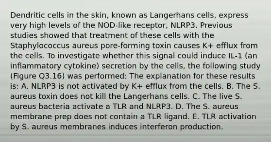 Dendritic cells in the skin, known as Langerhans cells, express very high levels of the NOD-like receptor, NLRP3. Previous studies showed that treatment of these cells with the Staphylococcus aureus pore-forming toxin causes K+ efflux from the cells. To investigate whether this signal could induce IL-1 (an inflammatory cytokine) secretion by the cells, the following study (Figure Q3.16) was performed: The explanation for these results is: A. NLRP3 is not activated by K+ efflux from the cells. B. The S. aureus toxin does not kill the Langerhans cells. C. The live S. aureus bacteria activate a TLR and NLRP3. D. The S. aureus membrane prep does not contain a TLR ligand. E. TLR activation by S. aureus membranes induces interferon production.