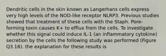 Dendritic cells in the skin known as Langerhans cells express very high levels of the NOD-like receptor NLRP3. Previous studies showed that treatment of these cells with the Staph. Pore-forming toxin causes K+ to efflux from the cells. To investigate whether this signal could induce IL-1 (an inflammatory cytokine) secretion by the cells the following study was performed (Figure Q3.16). the explanation for these results is