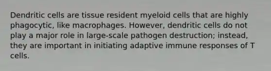 Dendritic cells are tissue resident myeloid cells that are highly phagocytic, like macrophages. However, dendritic cells do not play a major role in large-scale pathogen destruction; instead, they are important in initiating adaptive immune responses of T cells.