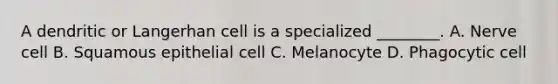 A dendritic or Langerhan cell is a specialized ________. A. Nerve cell B. Squamous epithelial cell C. Melanocyte D. Phagocytic cell