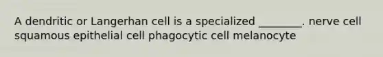 A dendritic or Langerhan cell is a specialized ________. nerve cell squamous epithelial cell phagocytic cell melanocyte