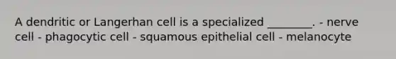 A dendritic or Langerhan cell is a specialized ________. - nerve cell - phagocytic cell - squamous epithelial cell - melanocyte