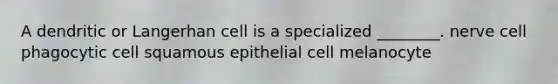 A dendritic or Langerhan cell is a specialized ________. nerve cell phagocytic cell squamous epithelial cell melanocyte