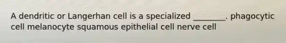 A dendritic or Langerhan cell is a specialized ________. phagocytic cell melanocyte squamous epithelial cell nerve cell