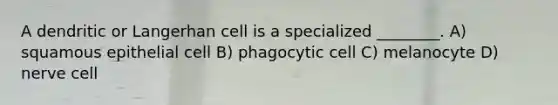 A dendritic or Langerhan cell is a specialized ________. A) squamous epithelial cell B) phagocytic cell C) melanocyte D) nerve cell