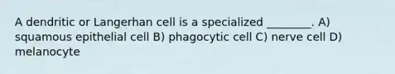 A dendritic or Langerhan cell is a specialized ________. A) squamous epithelial cell B) phagocytic cell C) nerve cell D) melanocyte