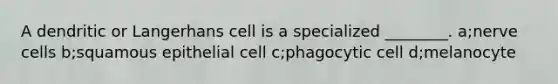 A dendritic or Langerhans cell is a specialized ________. a;nerve cells b;squamous epithelial cell c;phagocytic cell d;melanocyte