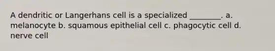 A dendritic or Langerhans cell is a specialized ________. a. melanocyte b. squamous epithelial cell c. phagocytic cell d. nerve cell