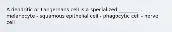 A dendritic or Langerhans cell is a specialized ________. - melanocyte - squamous epithelial cell - phagocytic cell - nerve cell