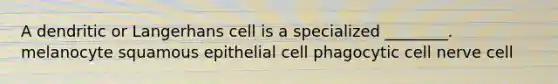 A dendritic or Langerhans cell is a specialized ________. melanocyte squamous epithelial cell phagocytic cell nerve cell