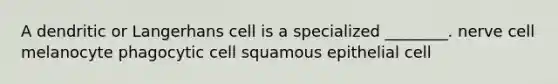 A dendritic or Langerhans cell is a specialized ________. nerve cell melanocyte phagocytic cell squamous epithelial cell